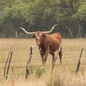 Meet your Posher, Gilbert